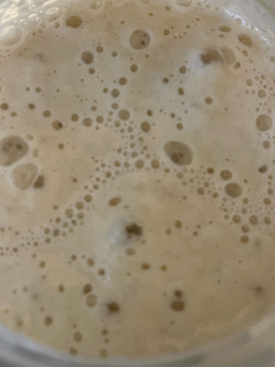 1000 Years Old Italy sourdough starter